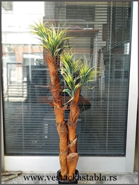 Vestacko drvece palmica