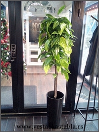 Vestacko Stablo mango 150cm