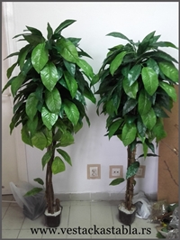 Vestacka stabla-Mango