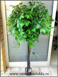 Vestacka Stabla fikus, bendzamin