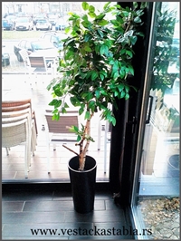 Vestacka Stabla Bendzamin