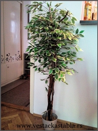 Vestacko drvece sareni Bendzamin