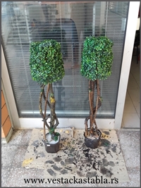 Vestacko drvece, simsir kupe