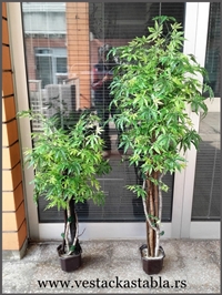 Vestacko drvece, Sitnolisni Javor