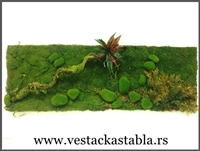 Vestacka stabla Javor 