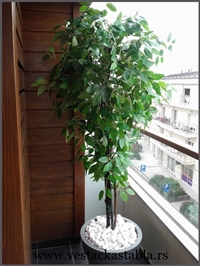 Vestacka Stabla borici 