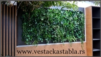 vestacka stabla
