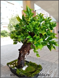 Bonsai stabla 