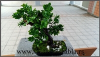 Bonsai stabla 