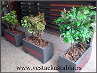 vestacka stabla