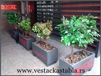Vestacka stabla