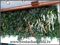 Vestacko Stablo mango 150cm