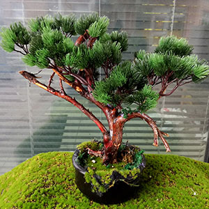 Bonsai drvece